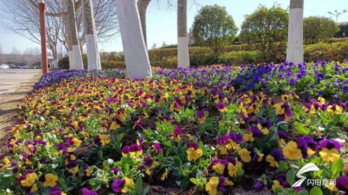日照 栽植春季時令花卉 扮靚道路節點景觀
