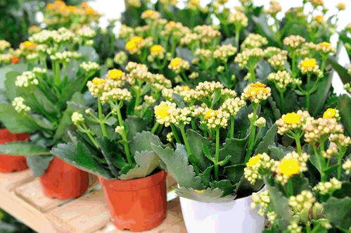 奉賢綠植花卉種植基地,50000株1元3元5元瘋狂開搶 買到手軟