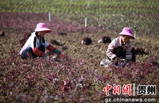 貴州黔西海子村花卉種植基地移栽花苗