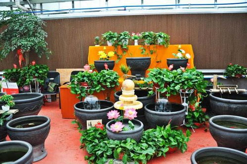 花卉市場這 3種 花,萬萬不要買,養幾天就死,別再浪費錢了 盆栽 養殖 種植 網易訂閱