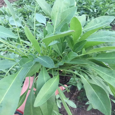 金雞菊供應商 山東金雞菊批發商 碩陽花卉