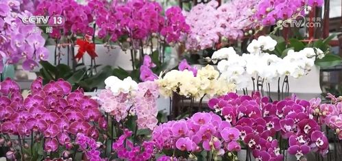 鮮花經濟 熱氣 升騰 各地供銷兩旺熱熱鬧鬧迎新年