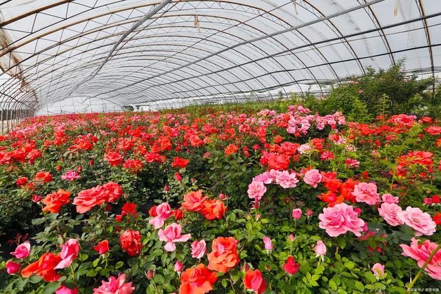 玫瑰花種植基地如何做數字化營銷和數字化轉型?