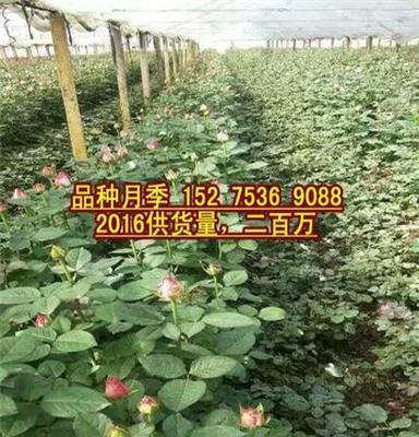 平度大花品種月季種植基地圣格花卉苗木