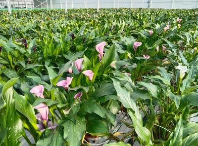 “金字招牌”再添“綠色名片” 麗江此處的“花花世界”承載著一個個藍圖
