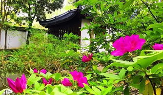 1000多盆精品杜鵑花即將在醉白池展出 名字中含 杜鵑 任一字可免費入園