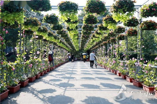上海植物園秋韻漸濃 精品菊 海派盆栽等多種花展國慶齊開