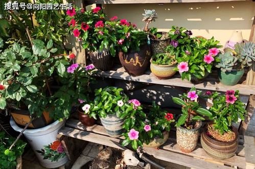春天養花,這種花 最便宜 ,鄉下路邊到處是,能開整個夏天