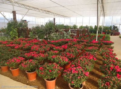 花卉苗圃基地圖片素材