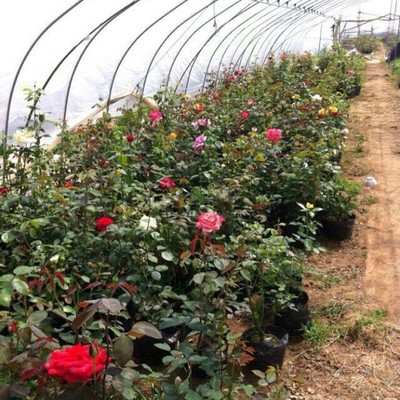 【山東月季批發 大花月季 花卉種植批發 青州鑫超花卉】價格_廠家_圖片 -