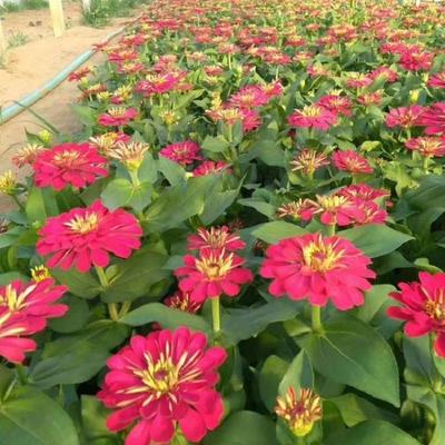 百日草批發 百日菊種植 順和花卉