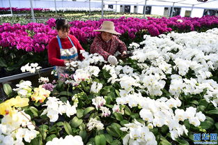 安徽 規模化花卉種植引領特色產業發展