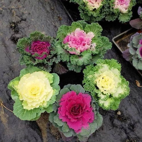 不想冬天小院里光禿禿的難看,就種上這6種花卉,耐寒還能開花