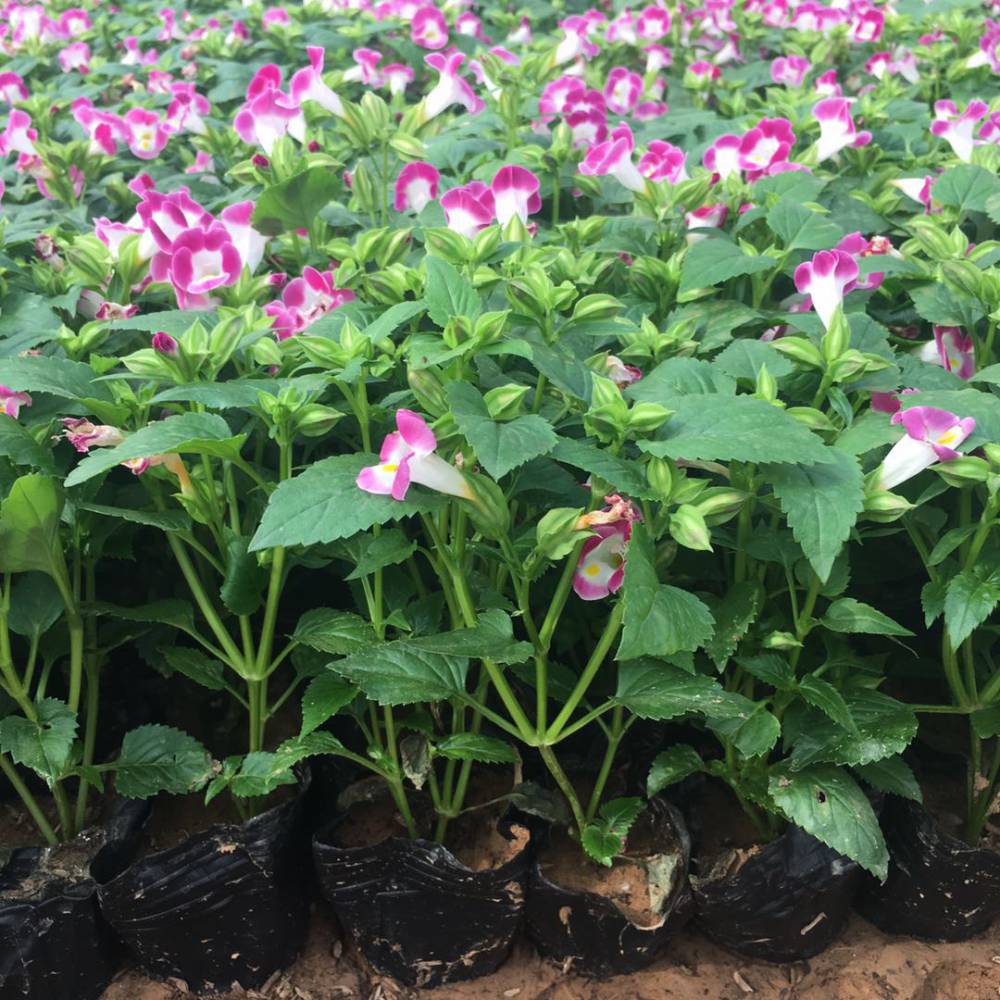 盆栽花卉夏堇 時令花卉夏堇苗批發 觀賞花草植物