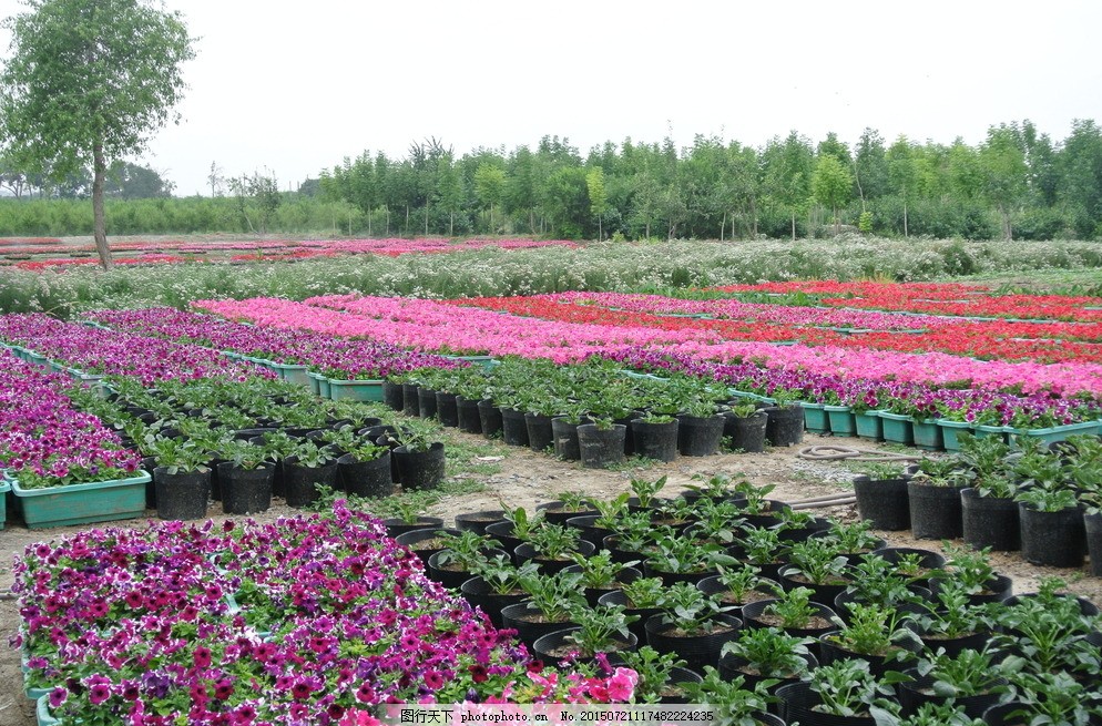 花卉生產圖片