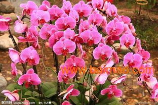 2014銷售 蝴蝶蘭 蝴蝶蘭種植基地 芊芊花卉,2014銷售 蝴蝶蘭 蝴蝶蘭種植基地 芊芊花卉生產廠家,2014銷售 蝴蝶蘭 蝴蝶蘭種植基地