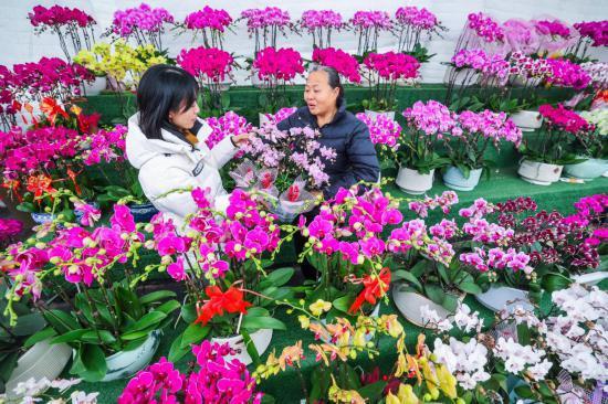 浙江金華 苗木花卉市場活力涌動