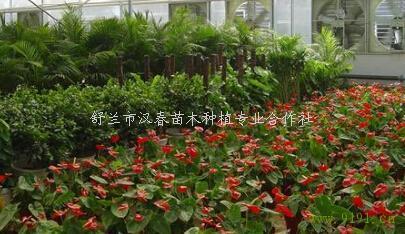 花卉苗木的中國種植花卉產區分布