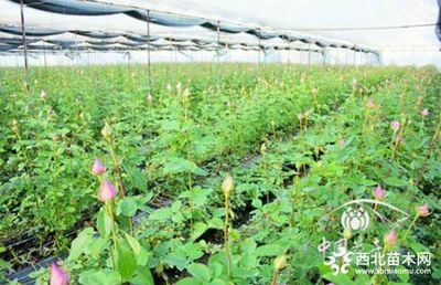 環保智能型種植模式引領產業新走向