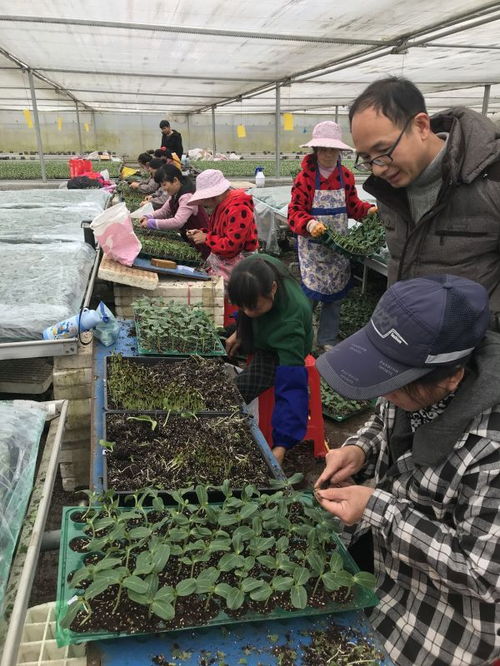 武漢蔬菜花卉種苗工廠化生產標準化試點項目,實施半年多商品苗提高了5 以上