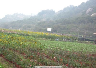 花卉種植圖片
