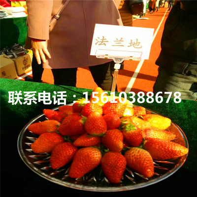 新品種寧玉草莓苗、寧玉草莓苗簡介