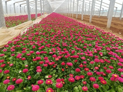 春季時令花卉在園林綠化中有哪些?