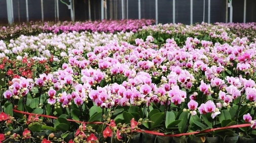 新春走基層丨逛花街購年花廣州花卉綻放美麗經(jīng)濟