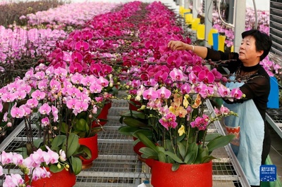 山東即墨:鮮花芬芳 俏銷市場