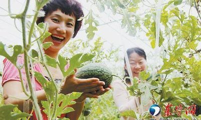 東營現(xiàn)代農(nóng)業(yè)發(fā)展凸顯高效生態(tài)特色