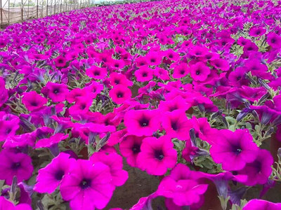 垂吊牽牛_垂吊花卉_產(chǎn)品展示_沈陽市蘇家屯區(qū)時利合花卉種植園