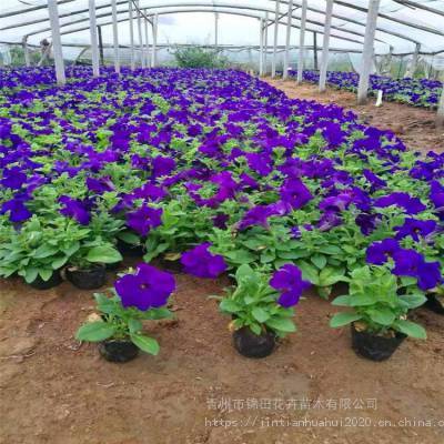 矮牽牛花期 矮牽牛價格 矮牽牛小苗批發(fā)