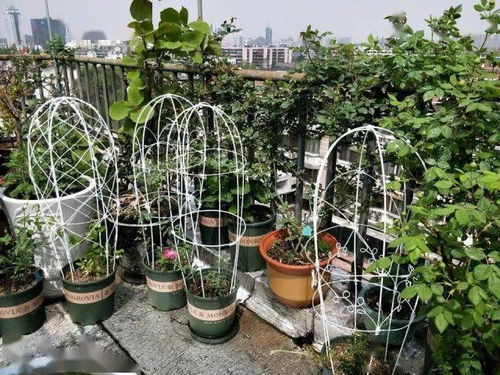 反復使用多年,已被掏空榨干的陽臺種植土,如何循環(huán)再生成肥土
