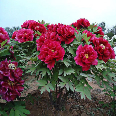 花卉種植_苗木種植_花卉銷售- 鄢陵縣百草園花木