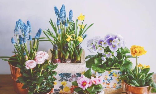 家里3種食品過期了,用來養花是寶貝,花花枝繁葉茂,啥花都喜歡