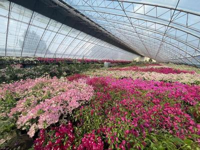 三角梅成致富“向陽花”