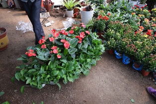 青島花卉供應 花卉供應 花卉 花卉批發,青島花卉供應 花卉供應 花卉 花卉批發生產廠家,青島花卉供應 花卉供應 花卉 花卉批發價格