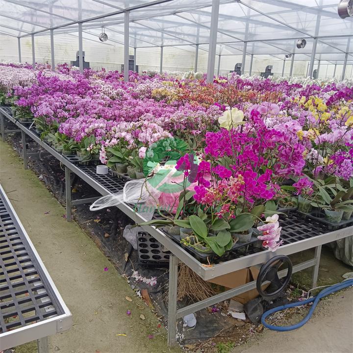 建設蝴蝶蘭花卉種植溫室大棚" href="https://www.hellorf.com/image/show/2237387925?utm_source=bdimg&utm_content=local&utm_term=2237387925