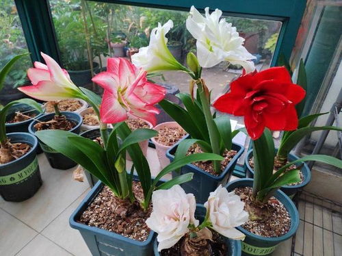 10種漂亮花,喜歡小花盆,小盆出 精品 ,大盆易 死亡