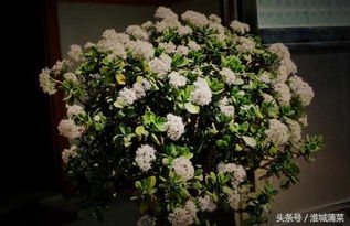 花卉種植 玉樹花