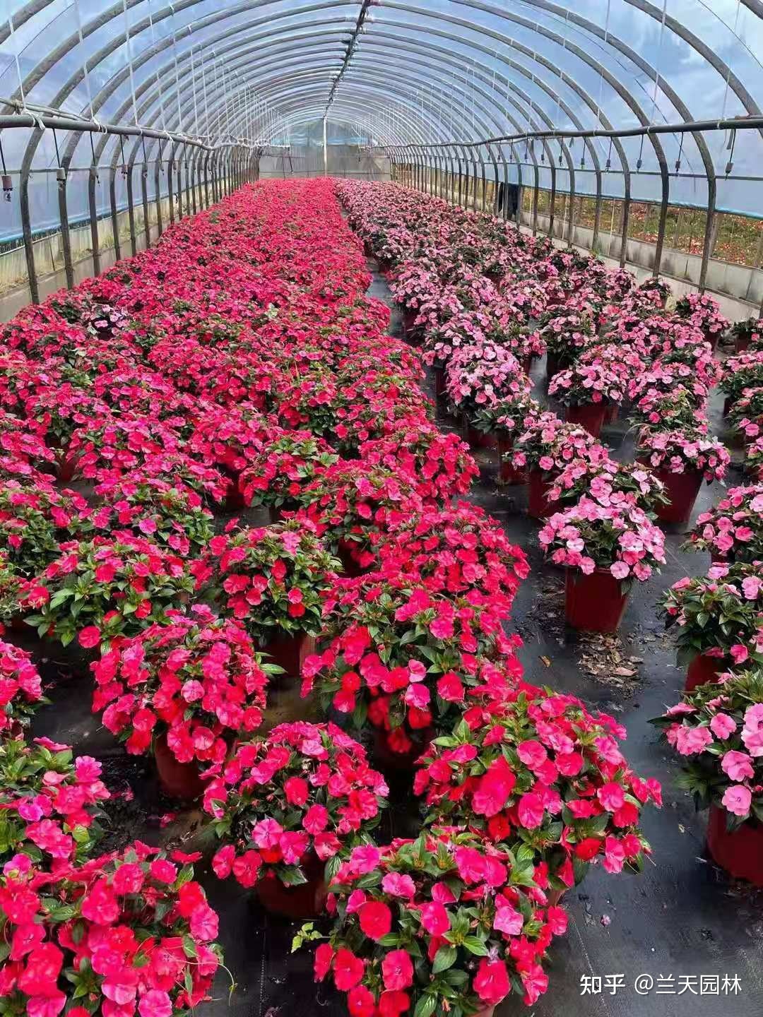 昆明花卉市場的創業歷程