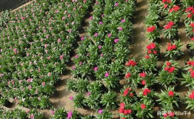 小牛說三農:怎么種植花卉
