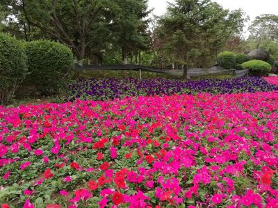 【創城有我 共建共享】人民公園園區改造亮點多多,讓百姓休閑樂享生活!