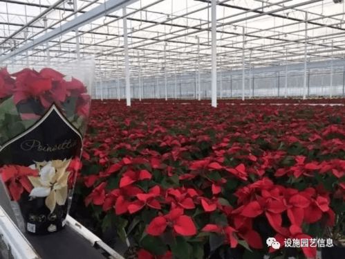 花兒為什么這樣紅 智能溫室為花卉種植增色