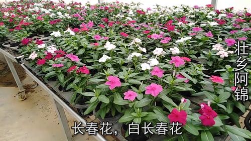 廣西武鳴大型花卉基地,原來是這樣規模種植花卉的,真是開眼界了