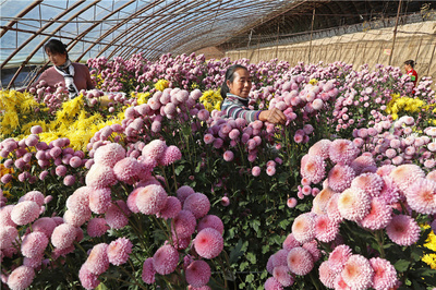 河北萬全:發展大棚花卉產業 助農脫貧增收