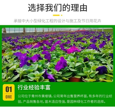 黑心菊批發 花鏡租擺用 可露地栽植 草坪裝飾花卉