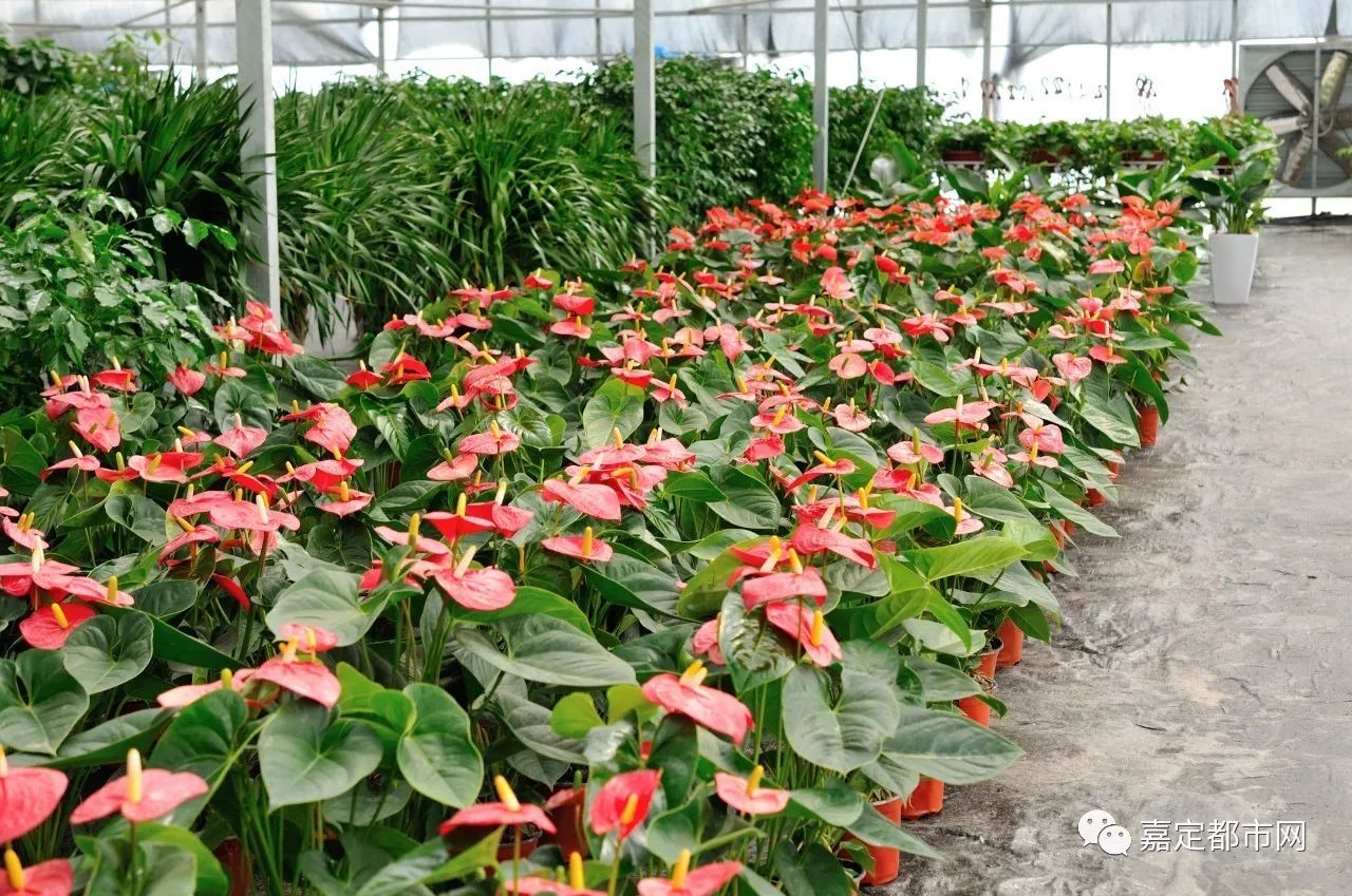 【獨家重磅】嘉定新開2000㎡花卉種植基地!1元5元7元.