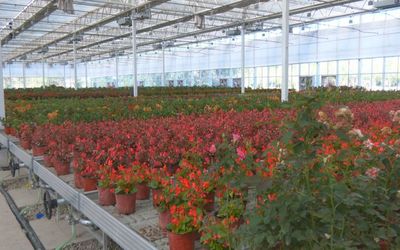 援疆助力 村頭建起智能棚