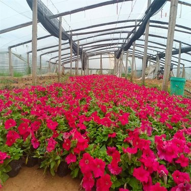 矮牽牛種植基地